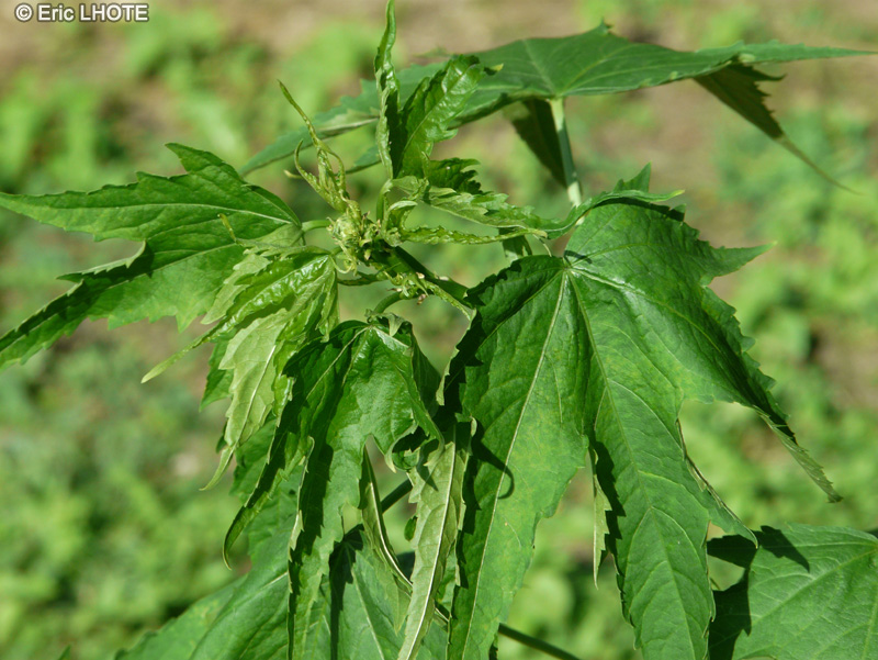 Malvaceae - Sida hermaphrodita - Mauve de Virginie