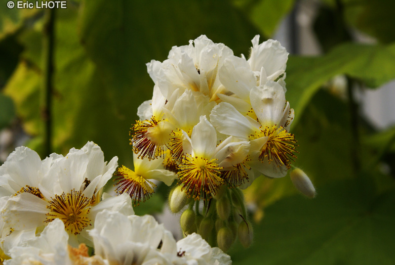  - Sparmannia africana - 