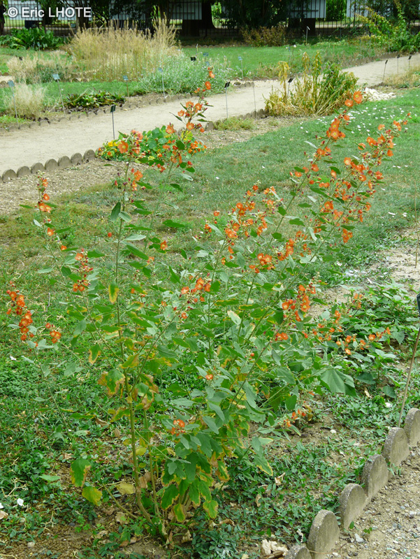  - Sphaeralcea ambigua - 