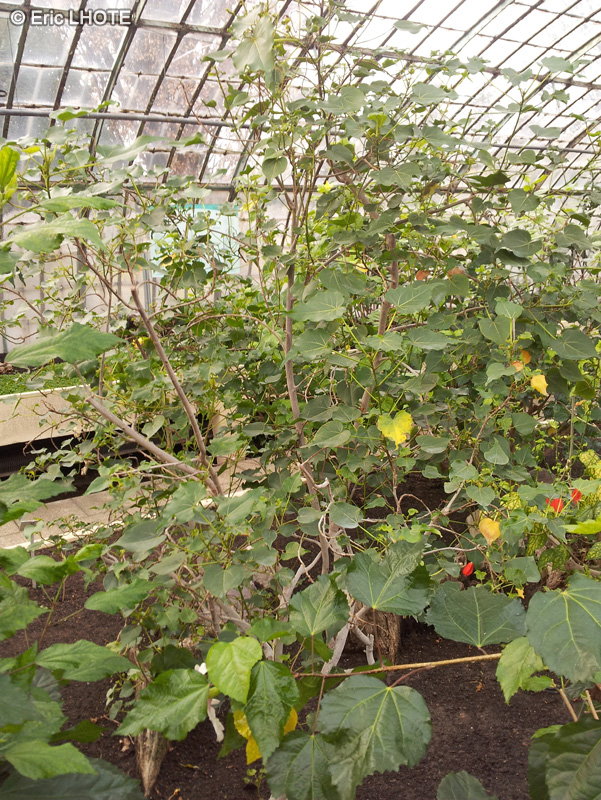 Malvaceae - Thespesia populnea - Thespesia