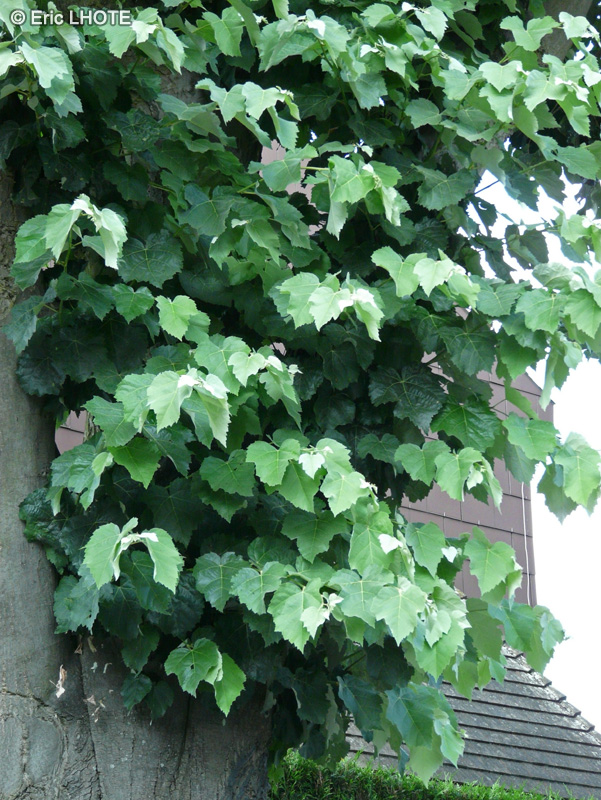  - Tilia argentea, Tilia alba, Tilia tomentosa - 