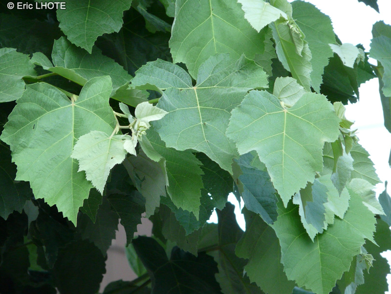Malvaceae - Tilia argentea, Tilia alba, Tilia tomentosa - Tilleul argenté, Tilleul de Hongrie