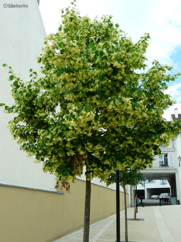  - Tilia cordata - 
