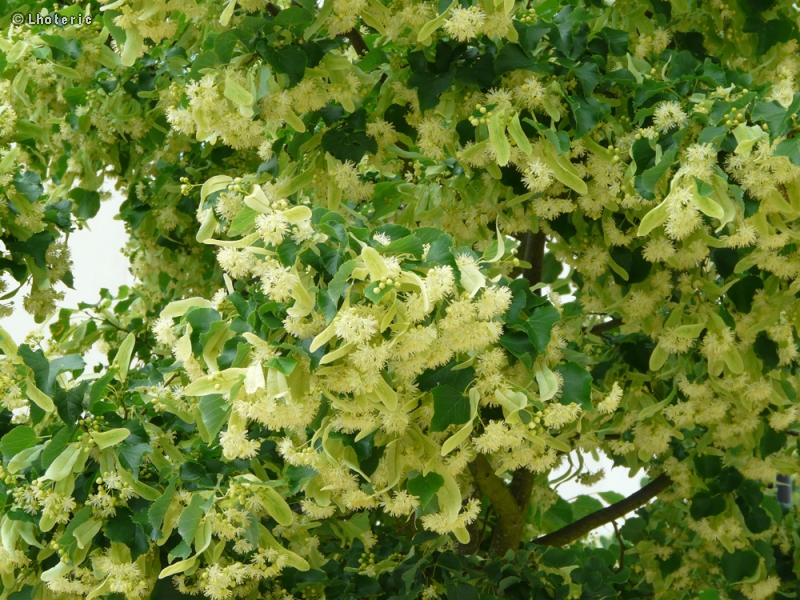  - Tilia cordata - 