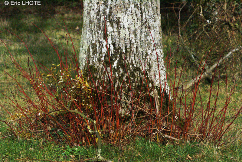 Malvaceae - Tilia cordata - Tilleul &agrave; petites feuilles, Tilleul &agrave; feuilles en coeur
