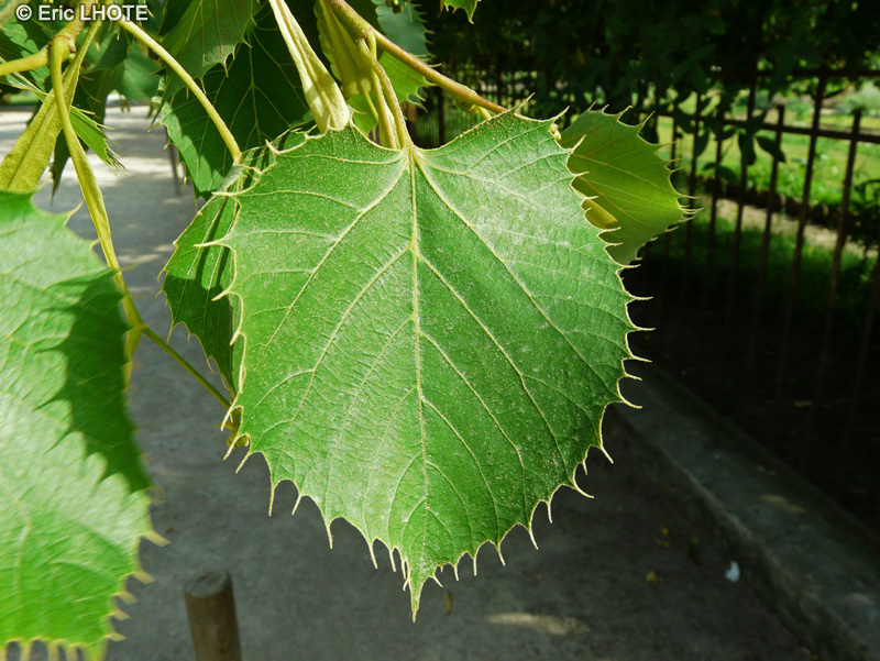  - Tilia henryana - 
