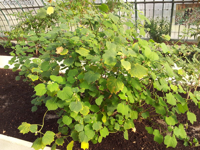 Malvaceae - Urena lobata, Urena heterophylla, Urena scaribuscula - Urena