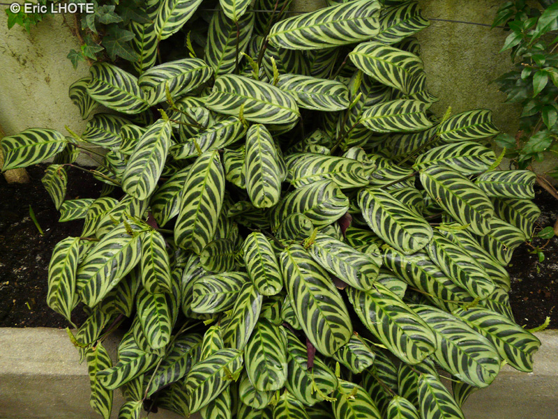  - Calathea amabilis - 