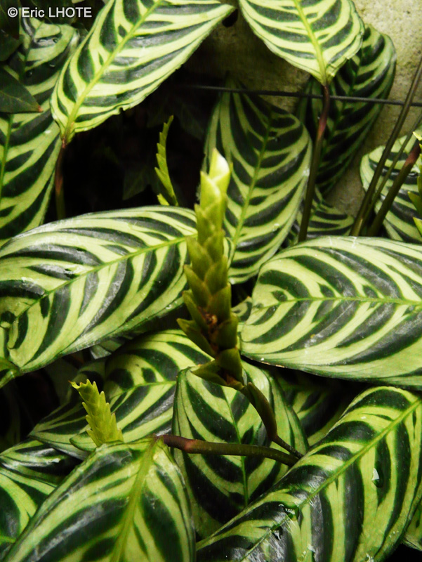 Marantaceae - Calathea amabilis - Calathéa, Plante paon