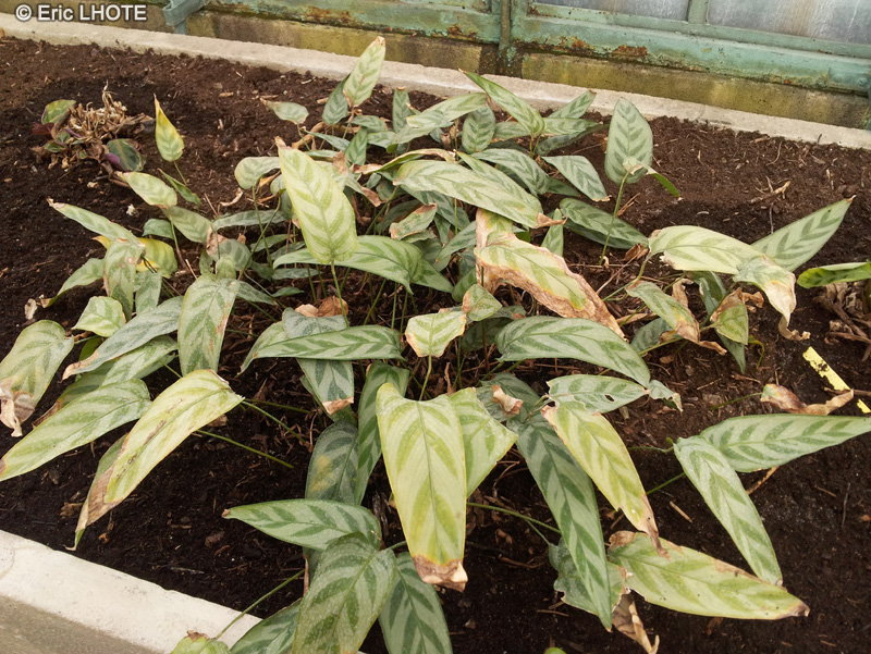  - Calathea bachemiana - 