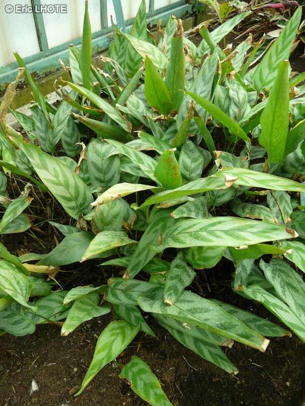 Marantaceae - Calathea bachemiana - Calath&eacute;a