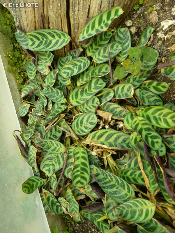 Marantaceae - Calathea burle-marxii - Calathéa