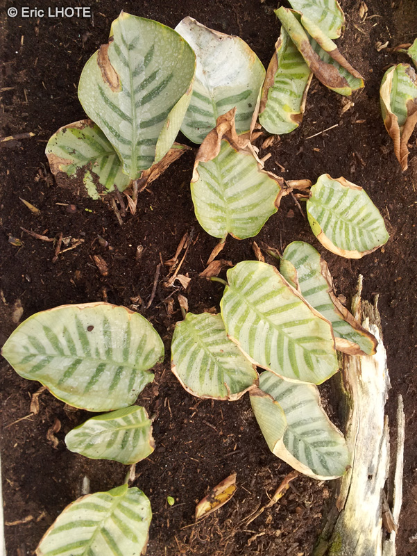  - Calathea carlina - 