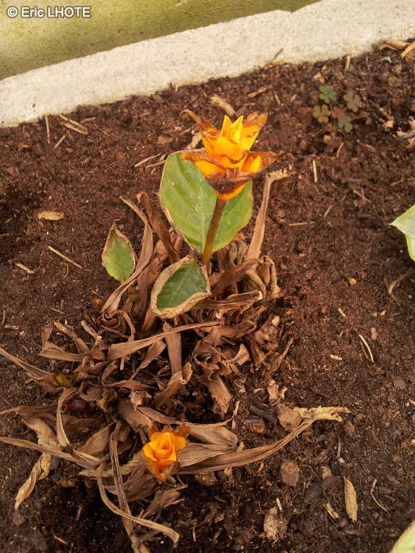  - Calathea crocata - 