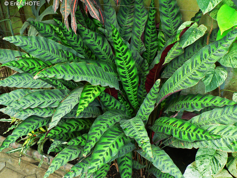 Marantaceae - Calathea lancifolia - Calathéa, Plante paon