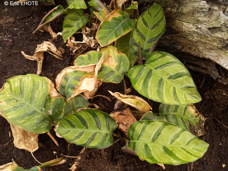  - Calathea lietzei Greenstar - 