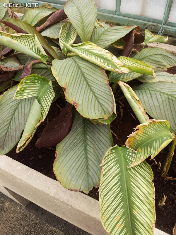  - Calathea majestica - 