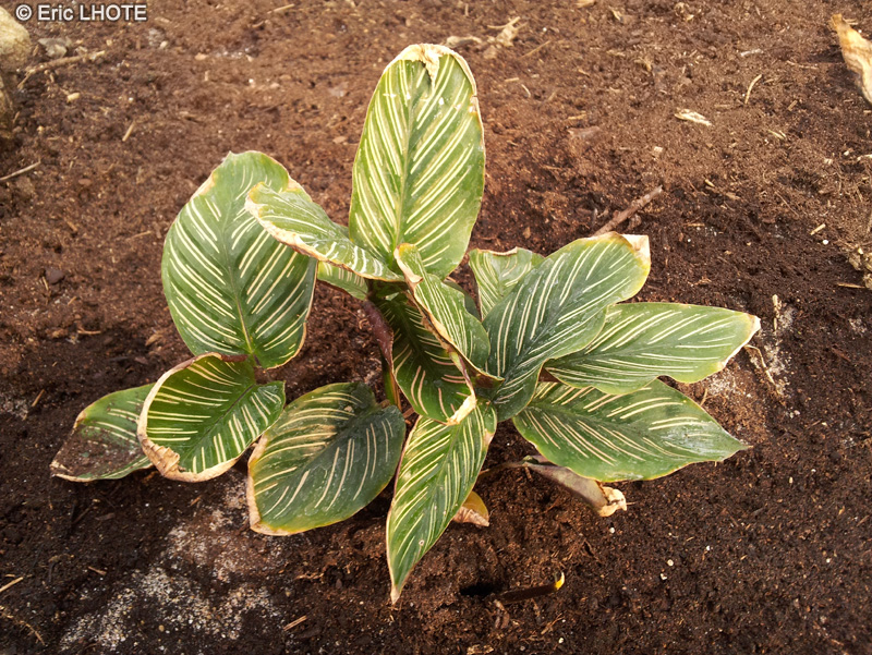Marantaceae - Calathea majestica Roseo Lineata - Calathéa