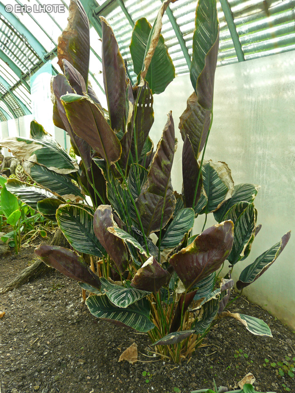 Marantaceae - Calathea majestica Sanderiana - Calath&eacute;a
