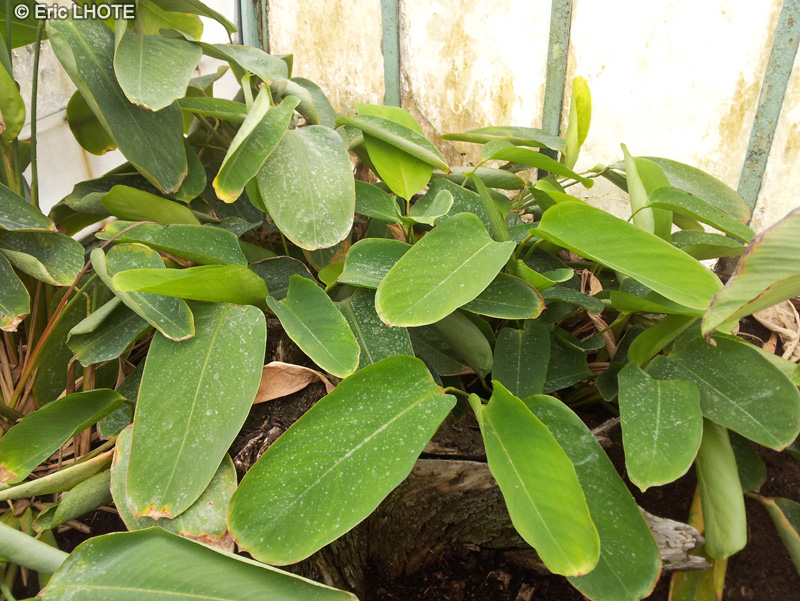  - Calathea roseopicta Rosastar - 