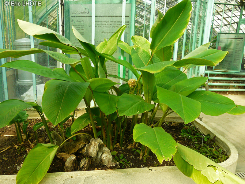  - Calathea vaginata - 