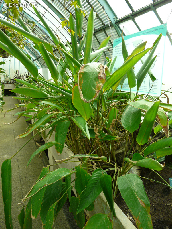 Marantaceae - Ctenanthe compressa - Ctenanthe