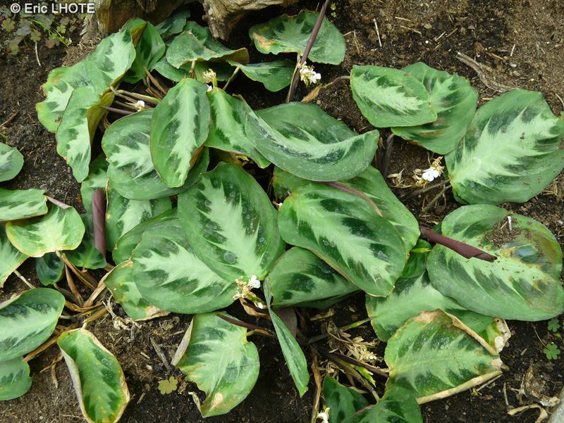  - Maranta bicolor - 