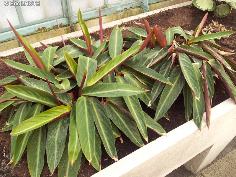  - Stromanthe sanguinea - 