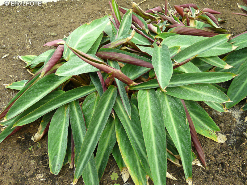 Marantaceae - Stromanthe sanguinea - Stromanthe