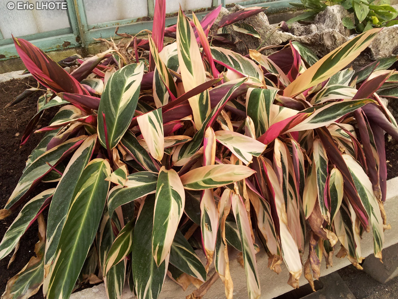  - Stromanthe sanguinea Triostar - 