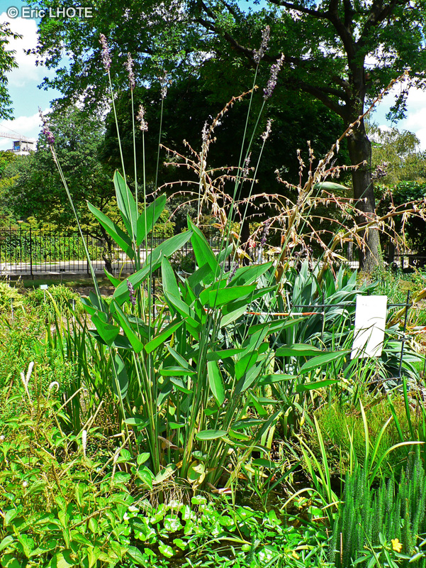 Marantaceae - Thalia dealbata - Thalie blanchie