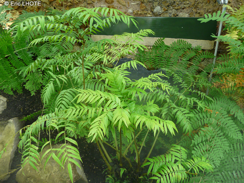 Marattiaceae - Angiopteris ligodiifolia - Angiopteris