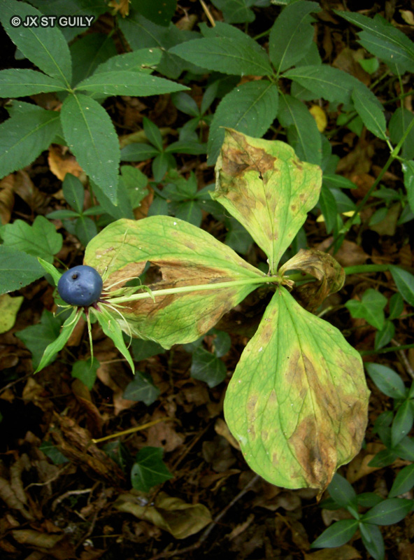Melanthiaceae - Paris quadrifolia - Parisette, Herbe &agrave; P&acirc;ris, Raisin de renard, Etrangle loup, Morelle &agrave; quatre feuilles