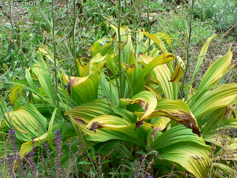  - Veratrum nigrum - 