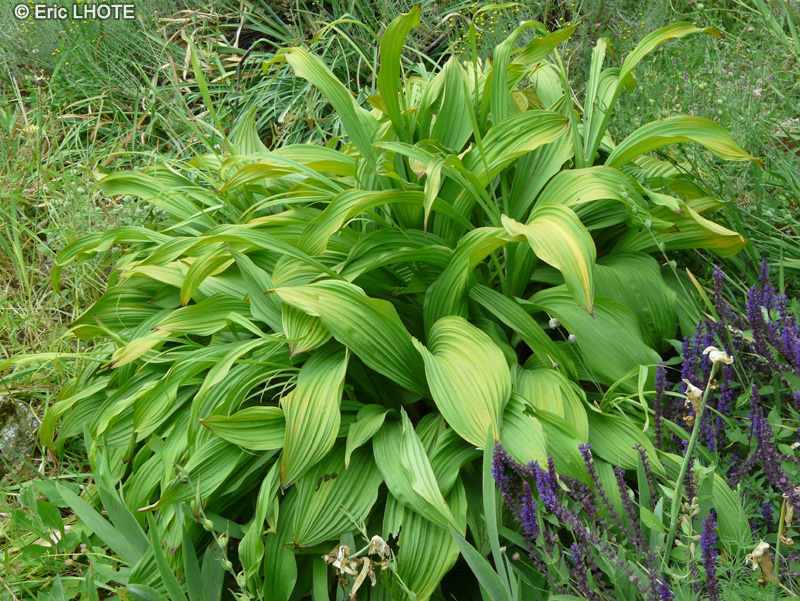  - Veratrum nigrum - 
