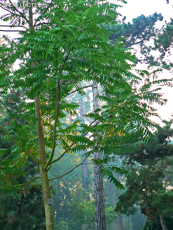 Meliaceae - Cedrela sinensis - Cédrèle de Chine, Acajou de chine, Margousier
