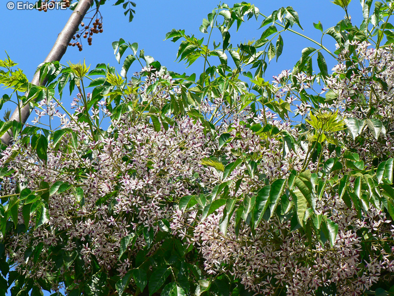  - Melia azedarach - 