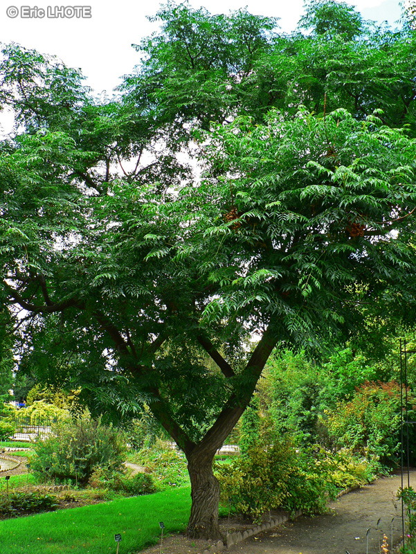 Meliaceae - Melia azedarach - Acacia d&rsquo;Egypte, Arbre aux chapelets, Margousier, Grand Lilas, Lilas des Indes