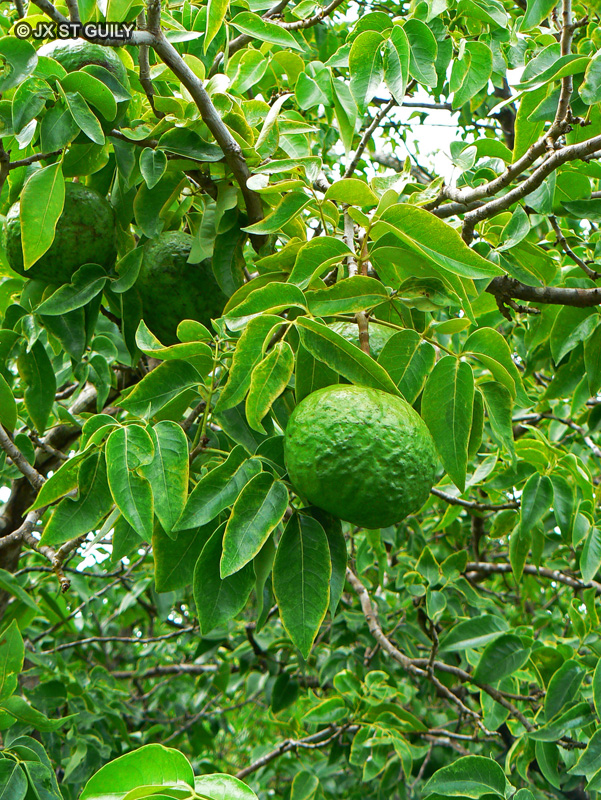 Meliaceae - Xylocarpus moluccensis - Xylocarpus