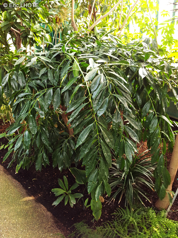 Menispermaceae - Cocculus laurifolius - Perle de corail