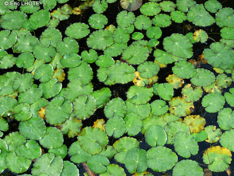 Menyanthaceae - Nymphoides peltata, Villarsia nymphaeoides - Faux n&eacute;nuphar, Limnanth&egrave;me faux N&eacute;nuphar, Petit N&eacute;nuphar pelt&eacute;