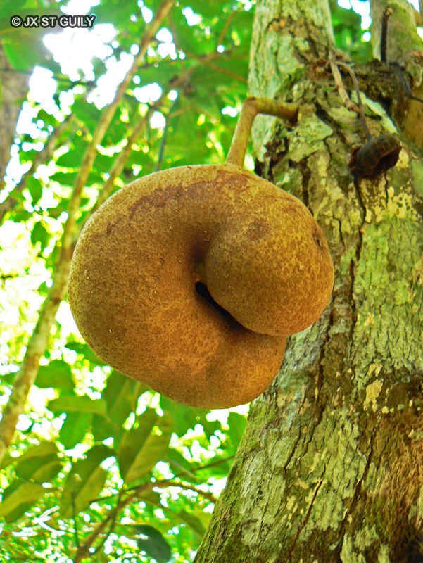 Monimiaceae - Tambourissa leptophylla - Bois de bombarde, Bois de tambour