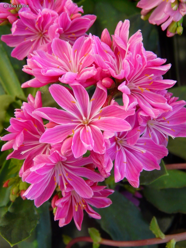  - Lewisia cotyledon - 
