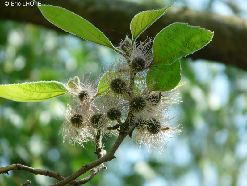 - Broussonetia papyrifera - 