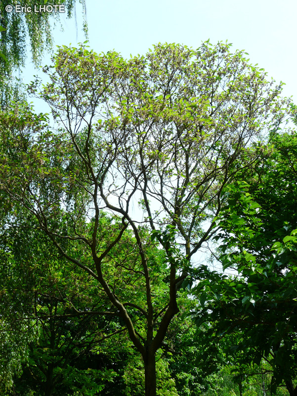  - Broussonetia papyrifera - 