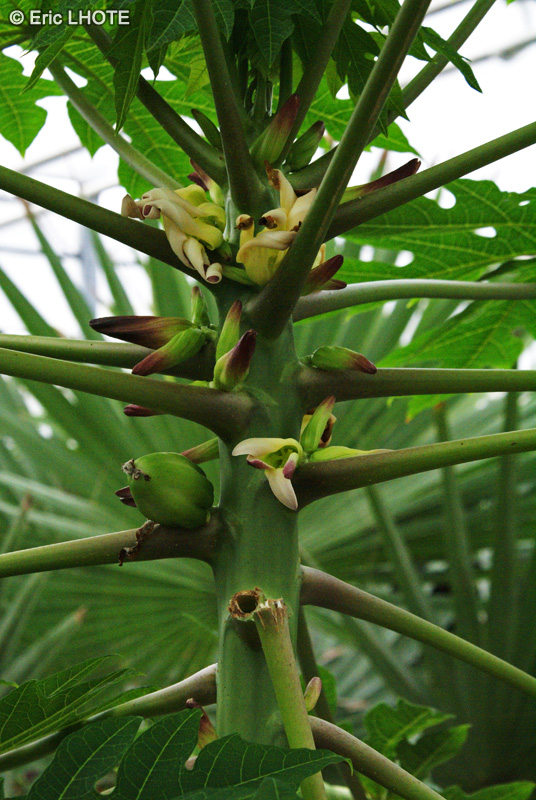  - Carica papaya - 