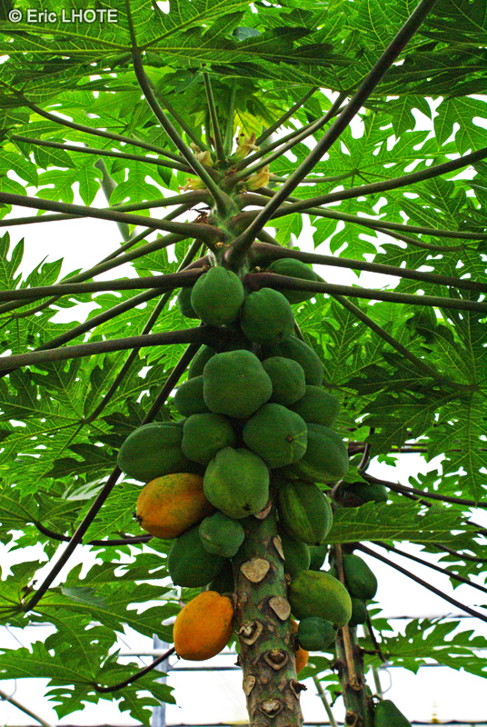  - Carica papaya - 