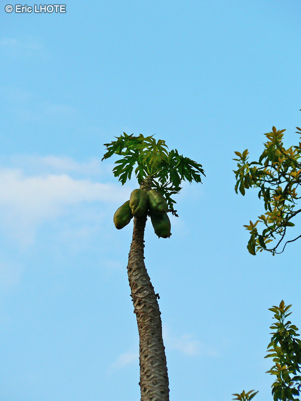  - Carica papaya - 