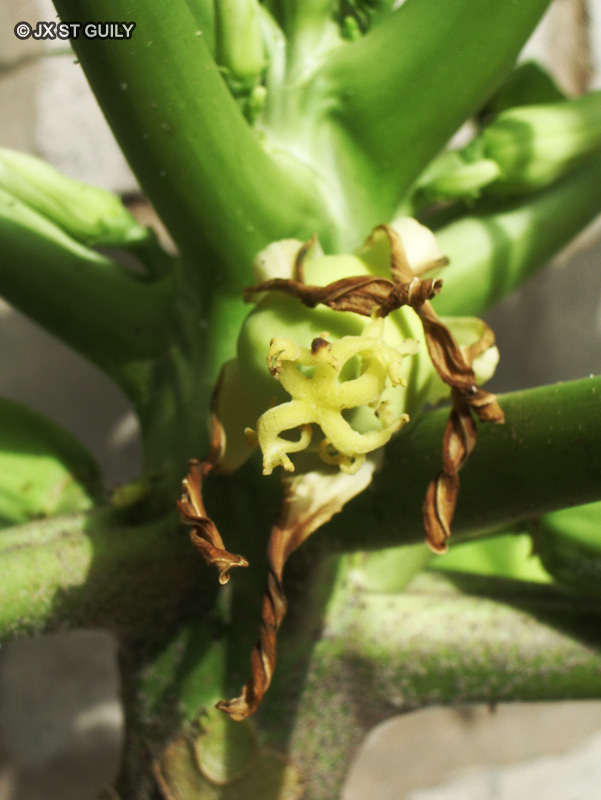  - Carica papaya - 