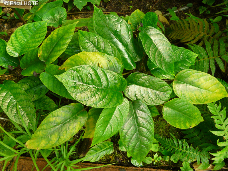 Moraceae - Dorstenia bahiensis - Dortensia